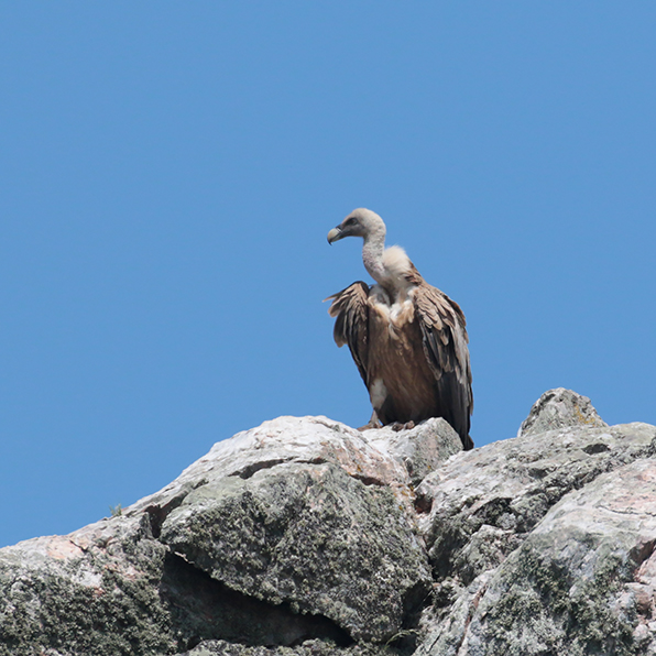 Vale gier - Extremadura